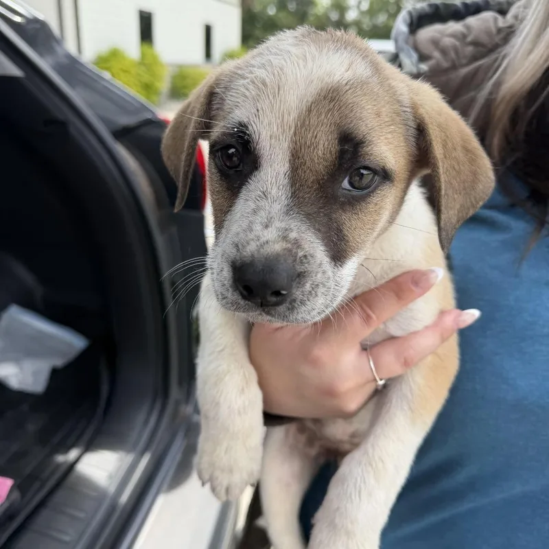 A baby small-sized female White / Cream Terrier dog named Autumn for adoption in Marshall, TX