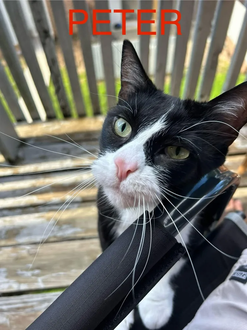 A young medium-sized male Black Domestic Short Hair cat named Peter for adoption in Manhattan, KS