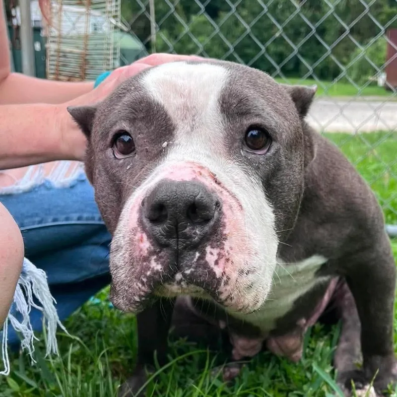 A senior medium-sized female Gray / Blue / Silver Mixed Breed dog named Gemma for adoption in Jacksonville, FL