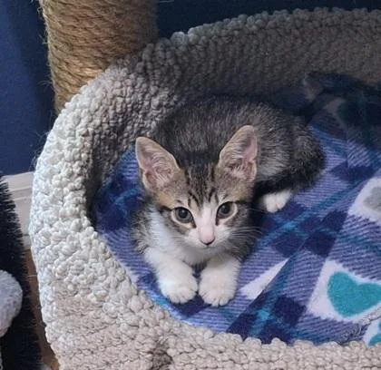A baby small-sized female Domestic Short Hair cat named Vesta for adoption in Largo, FL