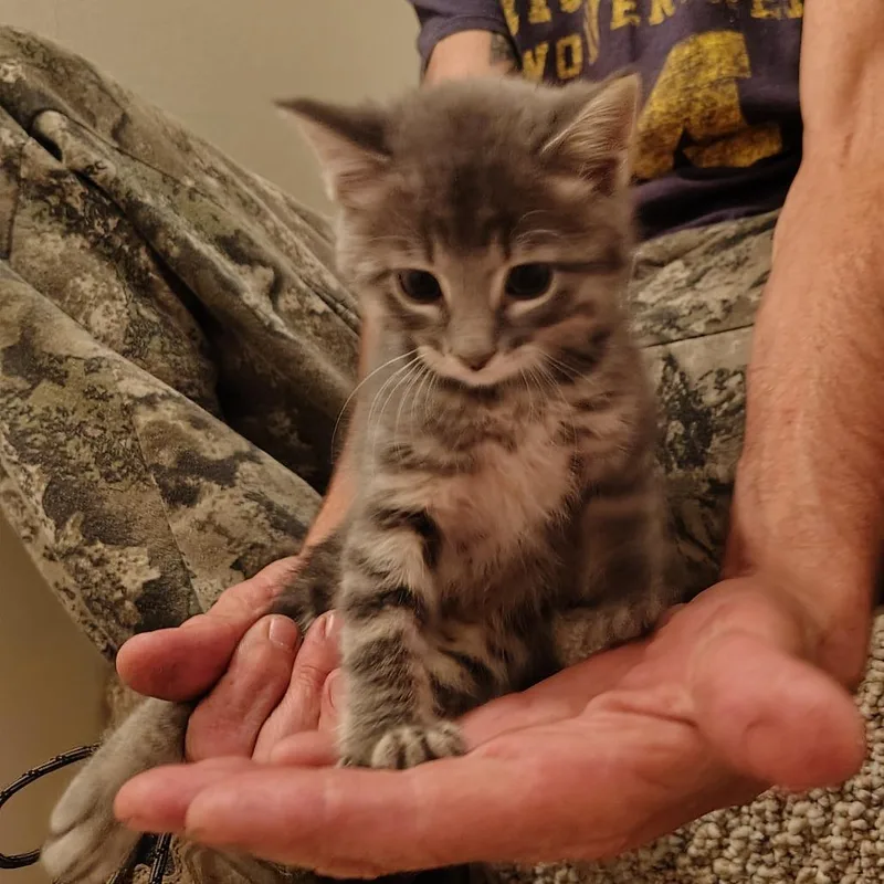A baby small-sized female Gray / Blue / Silver Domestic Long Hair cat named Tipsy for adoption in Columbia, MO