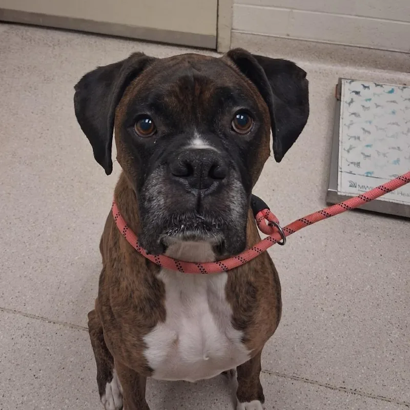 An adult large-sized male Brindle Boxer dog named Zeus for adoption in Murray, UT
