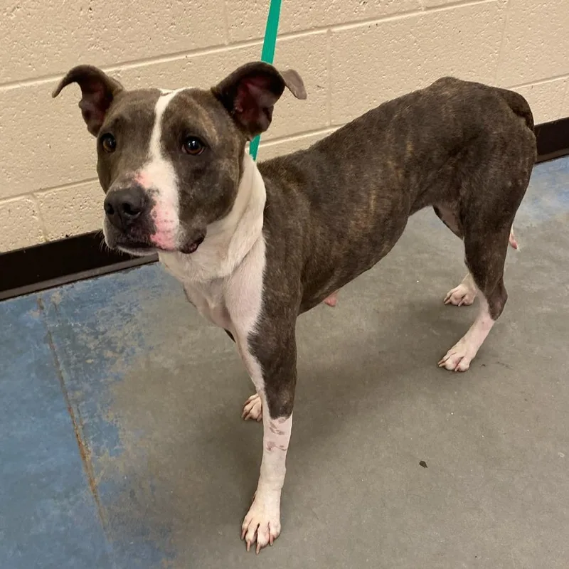 An adult medium-sized female Brindle Mixed Breed dog named Vinca Diamond for adoption in Memphis, TN