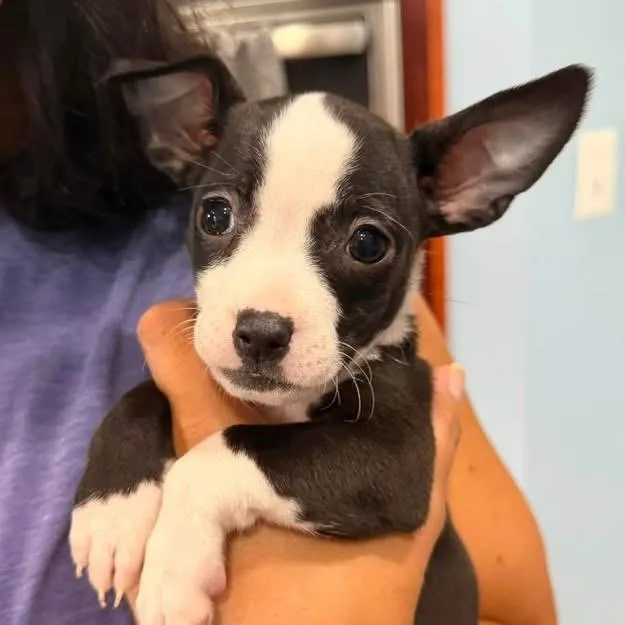 A baby small-sized male Black Mixed Breed dog named Wynken for adoption in Fredericksburg, VA