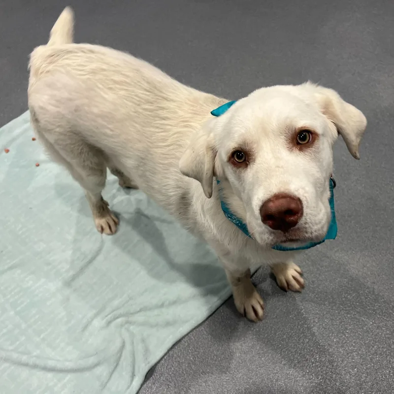 Cappuccino thumbnail 2