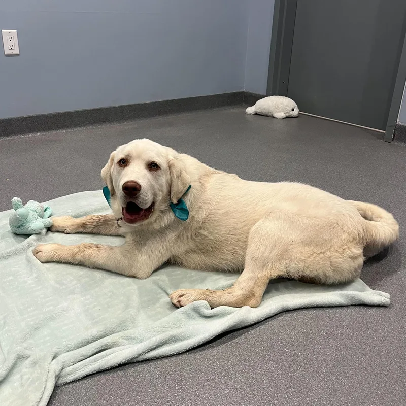 Cappuccino thumbnail 3