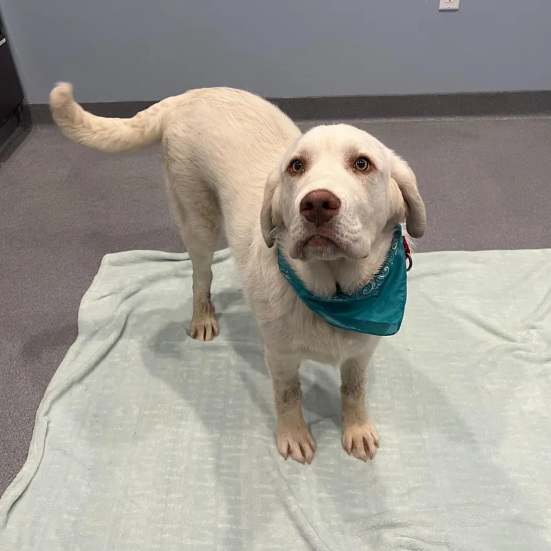 Cappuccino thumbnail 4