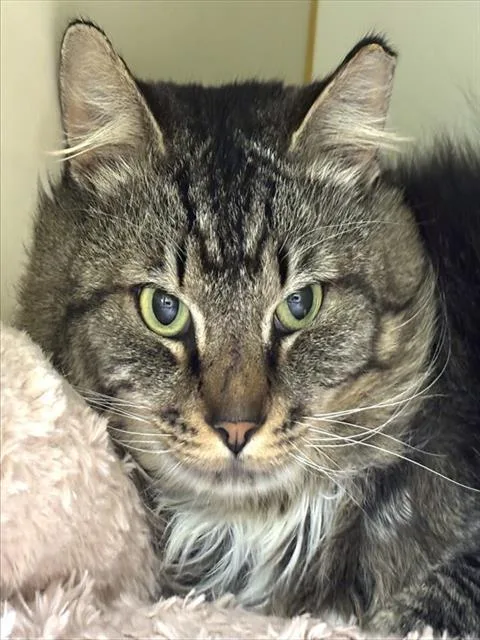 An adult medium-sized male Domestic Long Hair cat named Mushroom for adoption in Dedham, MA