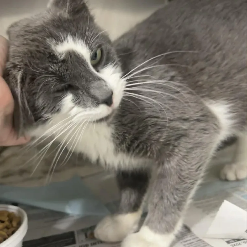 A young medium-sized male Gray / Blue / Silver Domestic Short Hair cat named Charlie for adoption in Manheim, PA