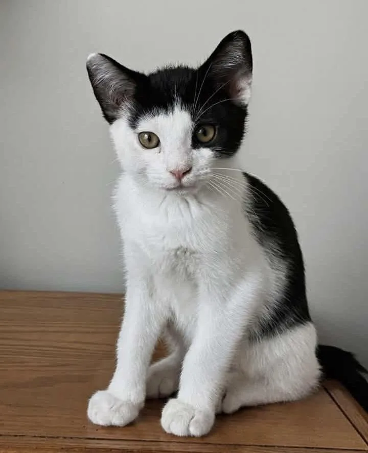 A baby medium-sized male Black & White / Tuxedo Domestic Short Hair cat named Churu for adoption in Breinigsville, PA