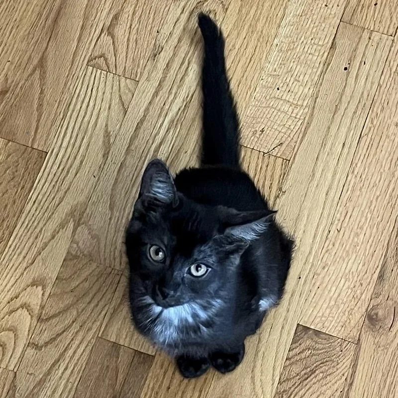 A baby small-sized female Domestic Medium Hair cat named Hazel for adoption in Springfield, OR