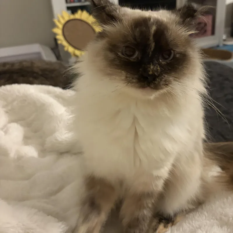 A young medium-sized female Domestic Long Hair cat named Elysian for adoption in Alexandria, VA