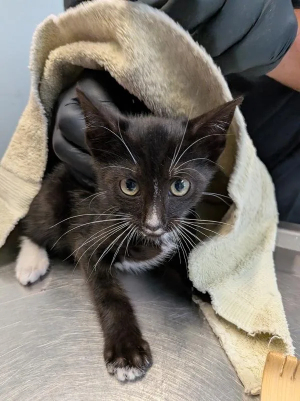 A baby small-sized male Domestic Short Hair cat named James for adoption in San Diego, CA