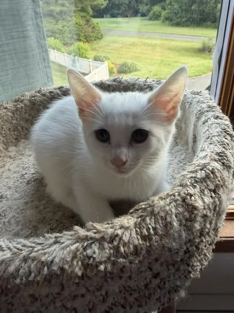 A baby small-sized female Domestic Short Hair cat named Cloud Sky for adoption in Canton, CT
