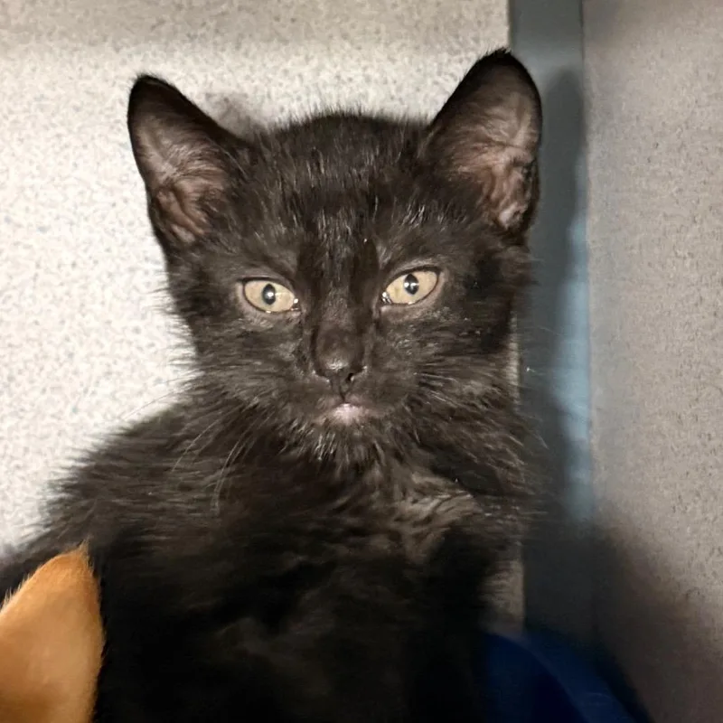 A baby small-sized male Black Domestic Short Hair cat named Sheriff Woody for adoption in Evansville, IN