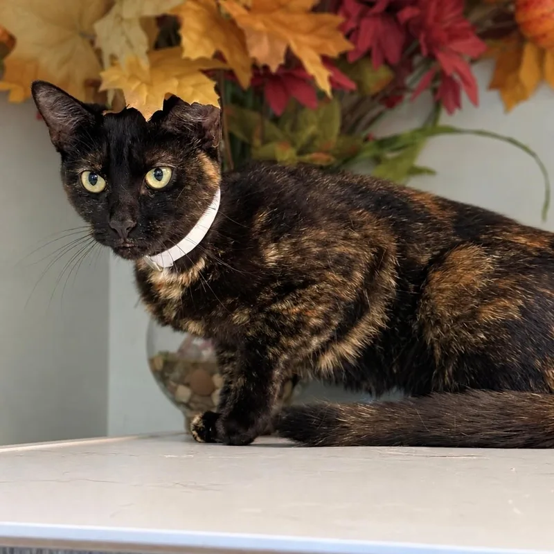 A young medium-sized female Tortoiseshell cat named Stella for adoption in Syosset, NY