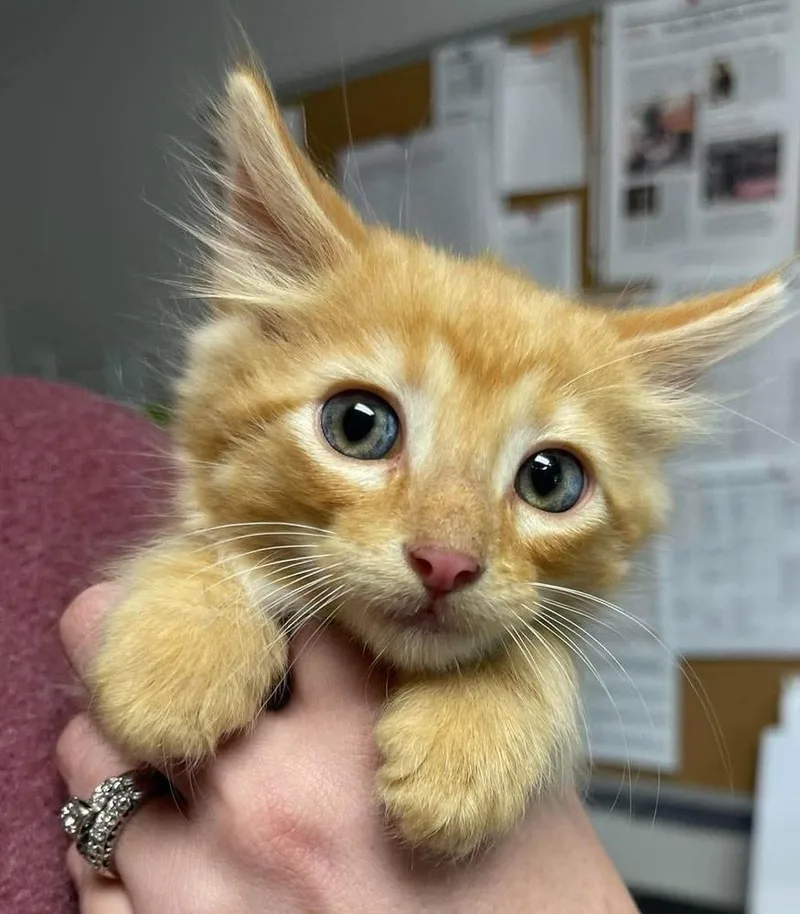 A baby medium-sized male Domestic Medium Hair cat named Spider for adoption in Bolivar, MO