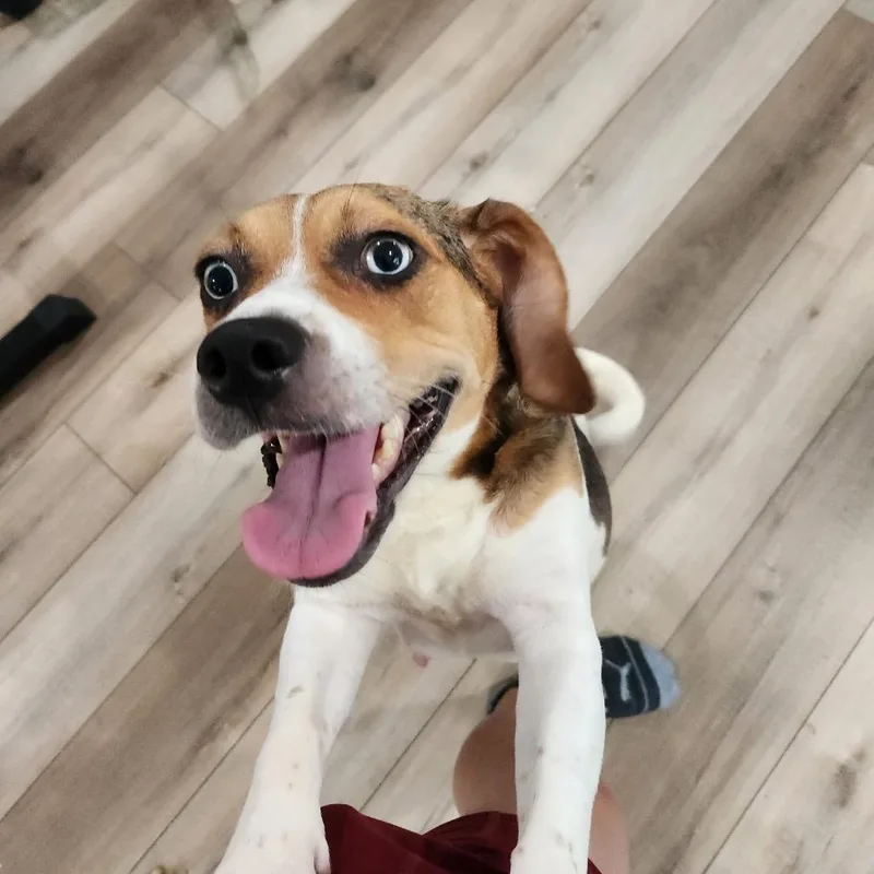 An adult medium-sized female White / Cream Beagle dog named Cricket for adoption in Rockville, MD