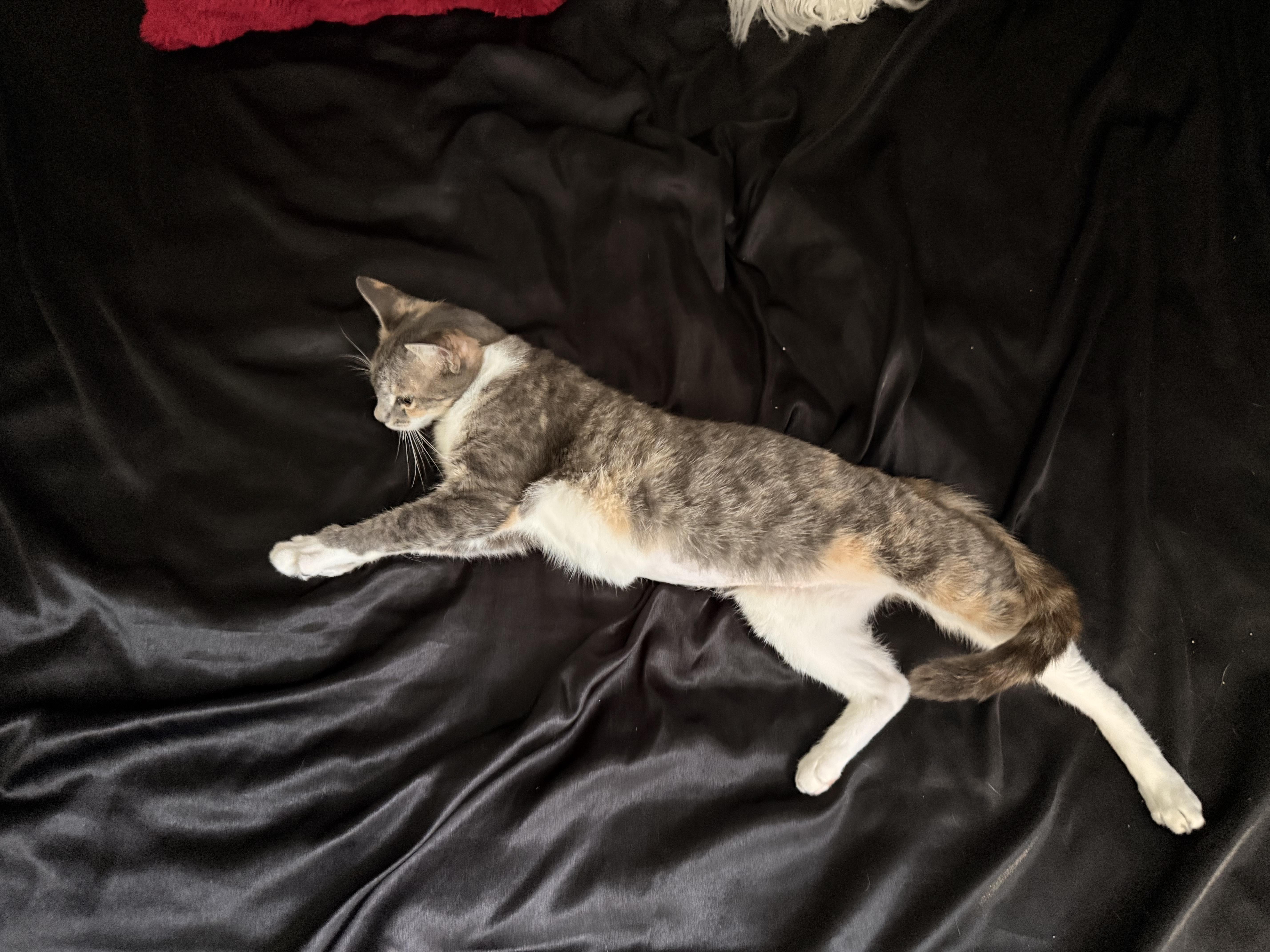 A young medium-sized female Dilute Calico Domestic Short Hair cat named Bailey for adoption in Coconut Creek, FL