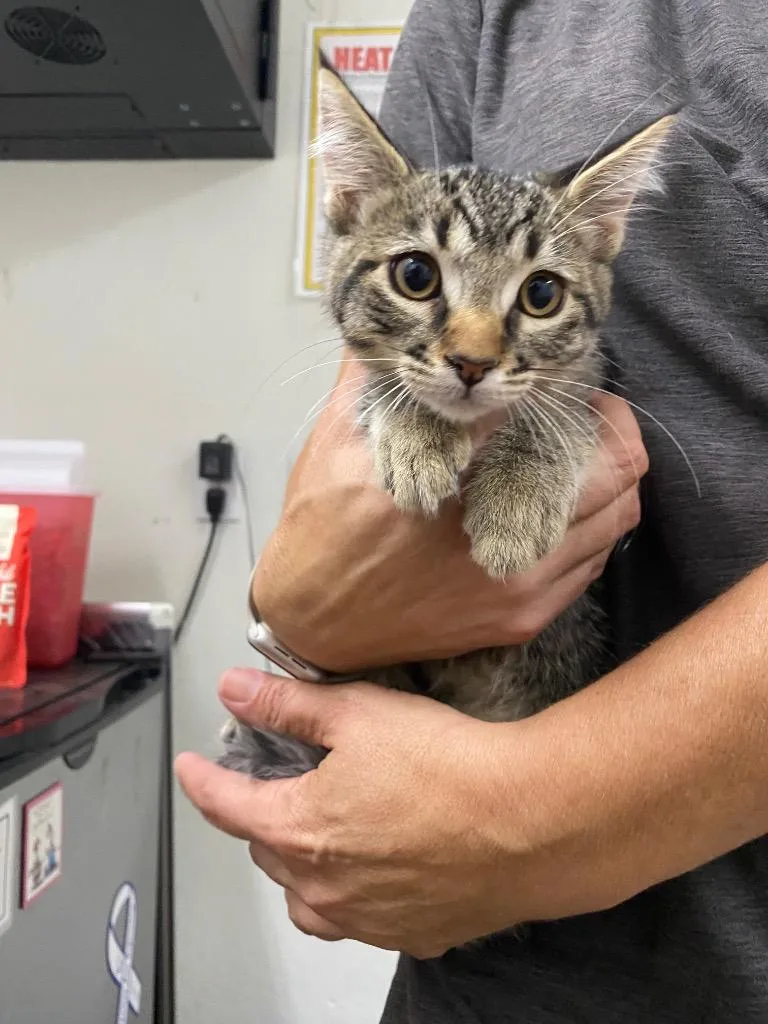 A baby medium-sized female Domestic Short Hair cat named Ivy for adoption in Chico, CA