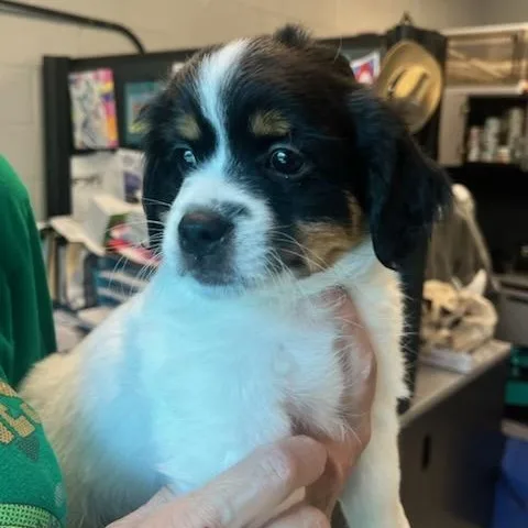 A baby small-sized male Black Cockapoo dog named Leo for adoption in Manassas, VA