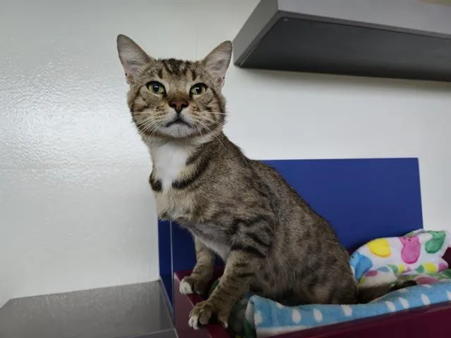 An adult medium-sized male Domestic Short Hair cat named Saul Goodman for adoption in Auburn, CA