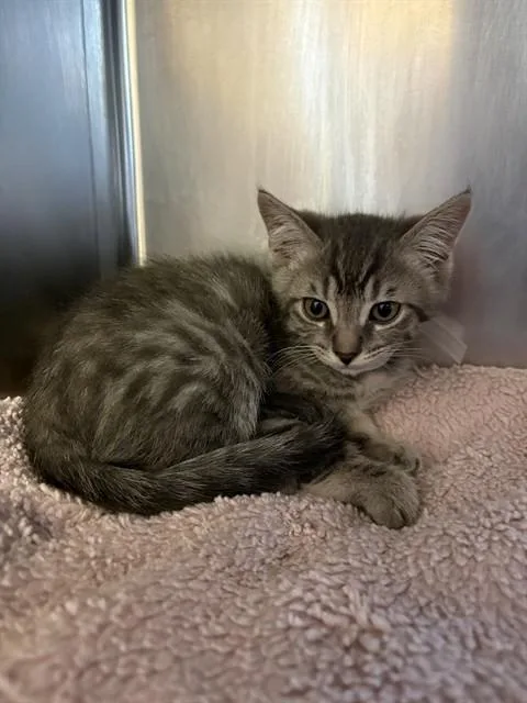 A baby small-sized male Domestic Short Hair cat named Mars for adoption in Castaic, CA