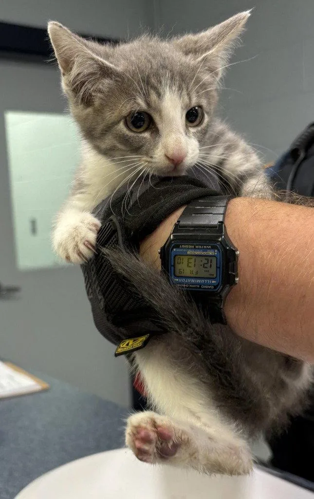 A baby small-sized male Domestic Short Hair cat named CA  River for adoption in Glen Allen, VA