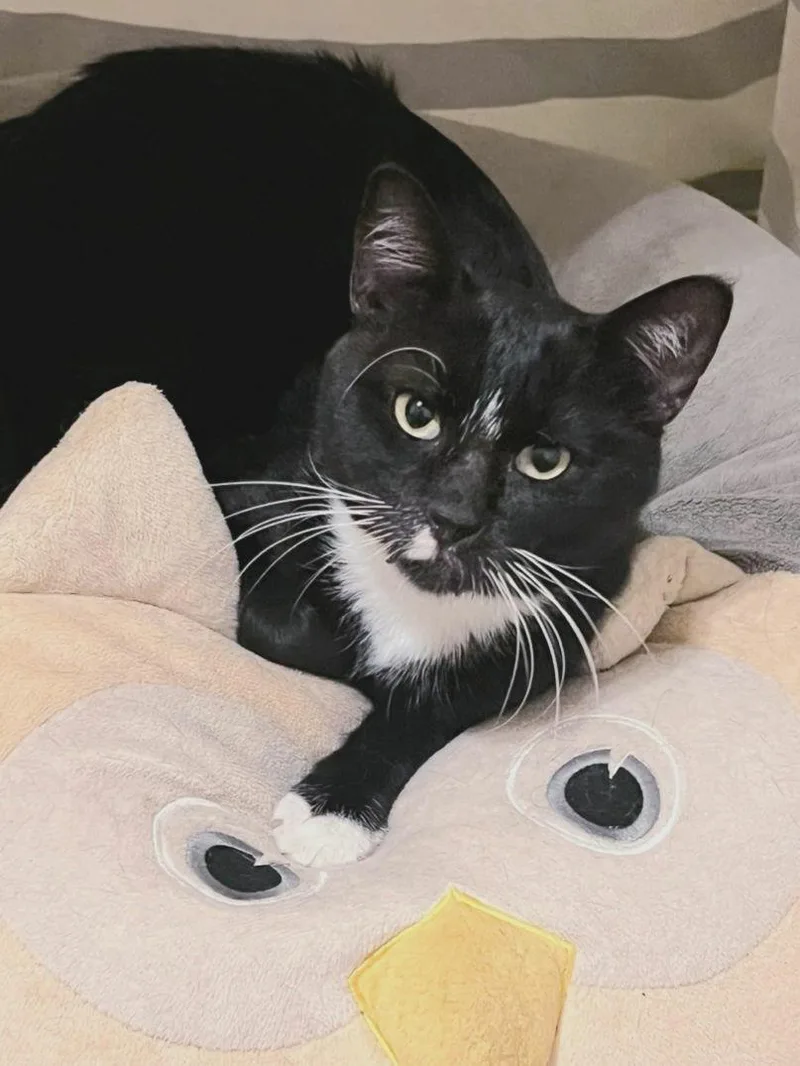 Tom Lapcat thumbnail 2