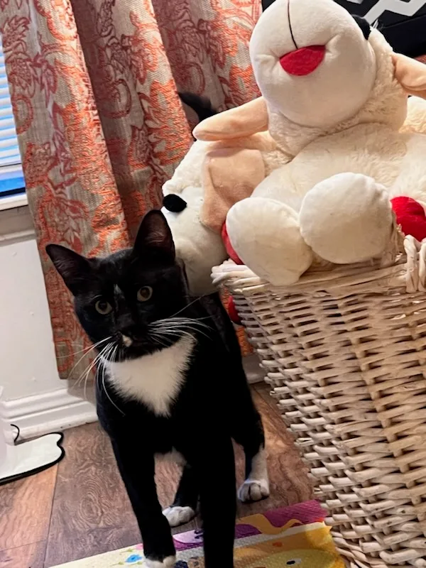 Tom Lapcat thumbnail 3