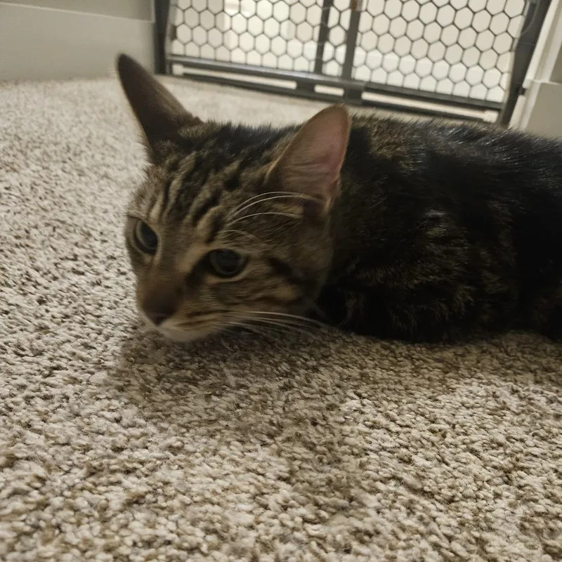 A young small-sized male Brown / Chocolate Domestic Short Hair cat named Hagrid for adoption in Granville, OH