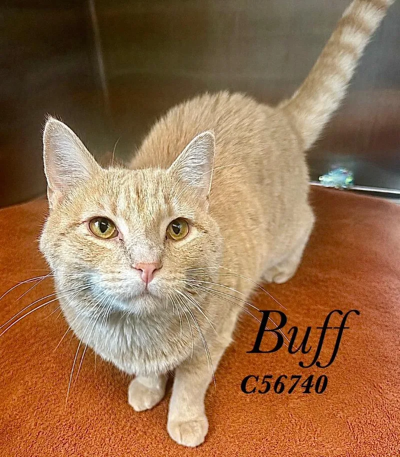 A young medium-sized male Domestic Short Hair cat named Buff for adoption in Clarksville, TN