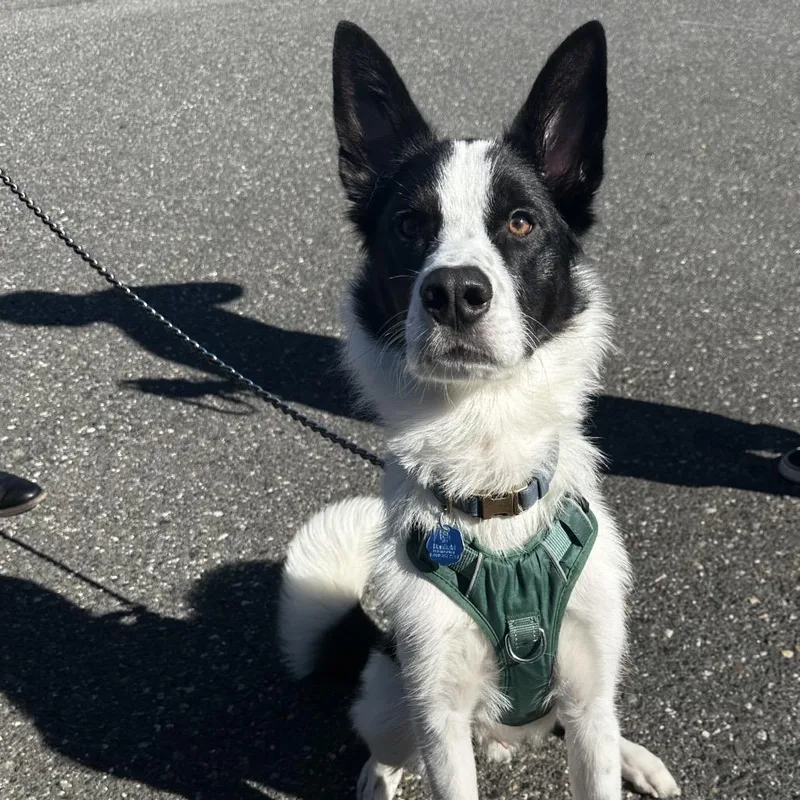 Sully