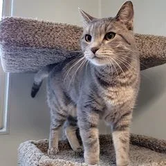 An adult large-sized male Tabby (Gray / Blue / Silver) Domestic Short Hair cat named Max for adoption in Green Valley, AZ