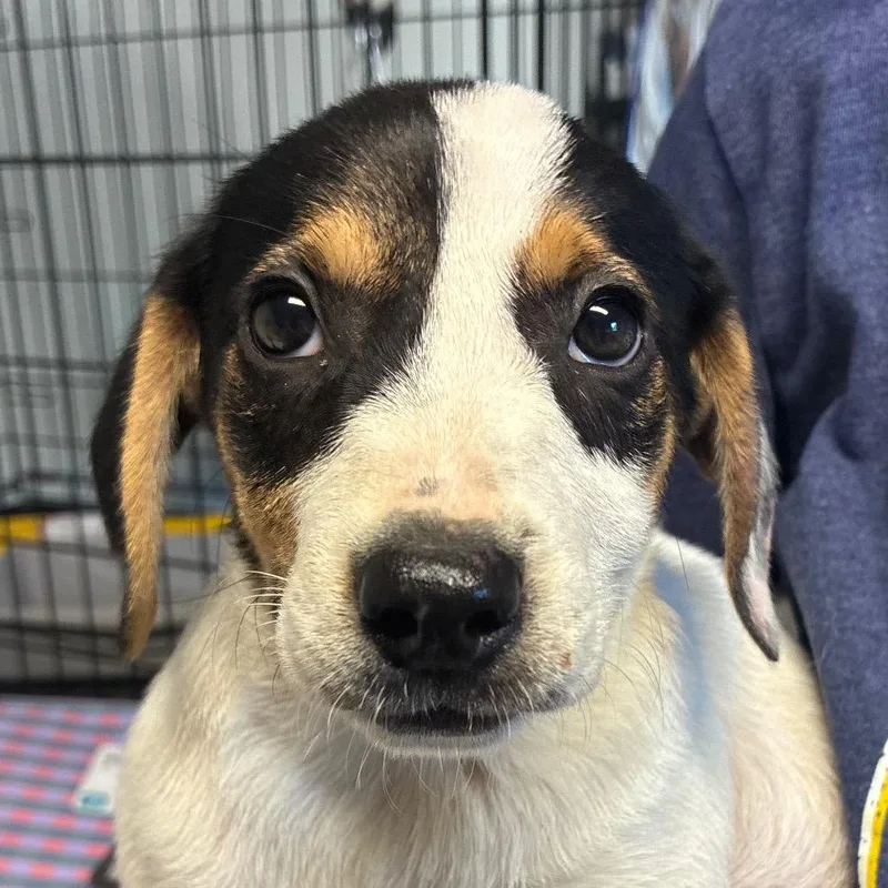 A baby small-sized female White / Cream Beagle dog named Maid Marion for adoption in Hattiesburg, MS