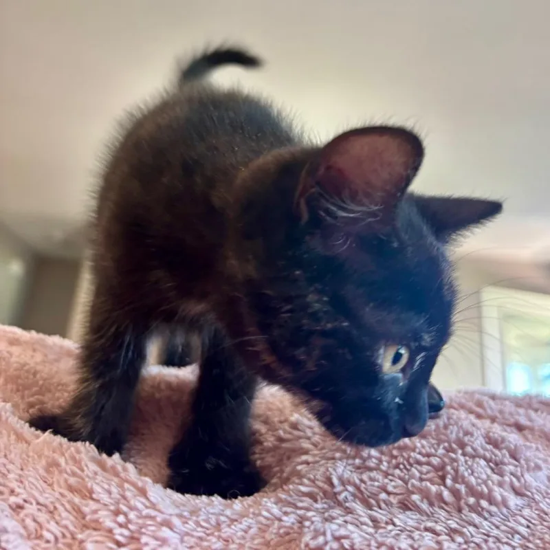 A baby small-sized female Tortoiseshell Domestic Short Hair cat named Popcorn for adoption in Columbia, MO