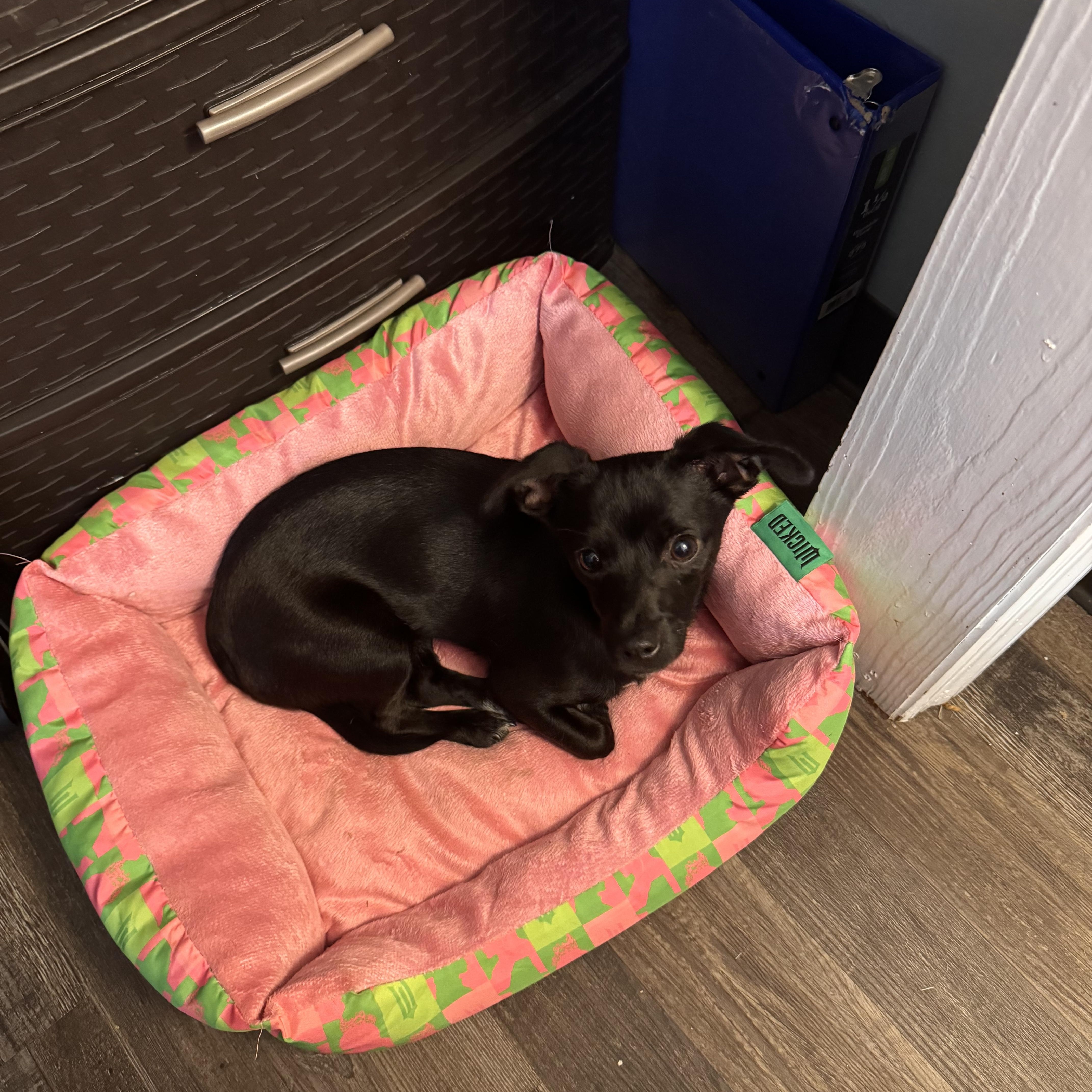 A young small-sized female Black Dachshund dog named Priscilla for adoption in Sequatchie, TN