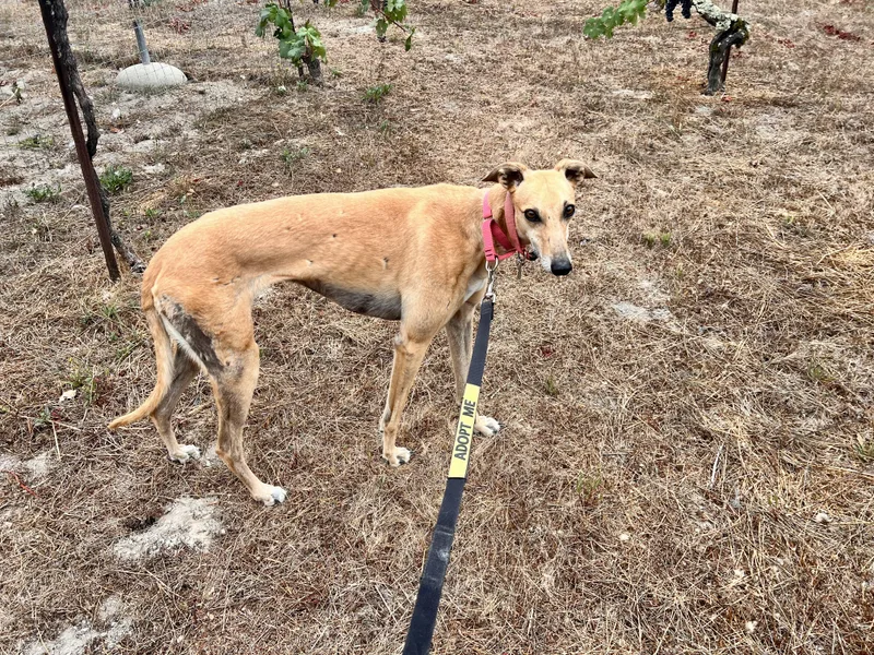 An adult medium-sized female Greyhound dog named Boka for adoption in Santa Rosa, CA