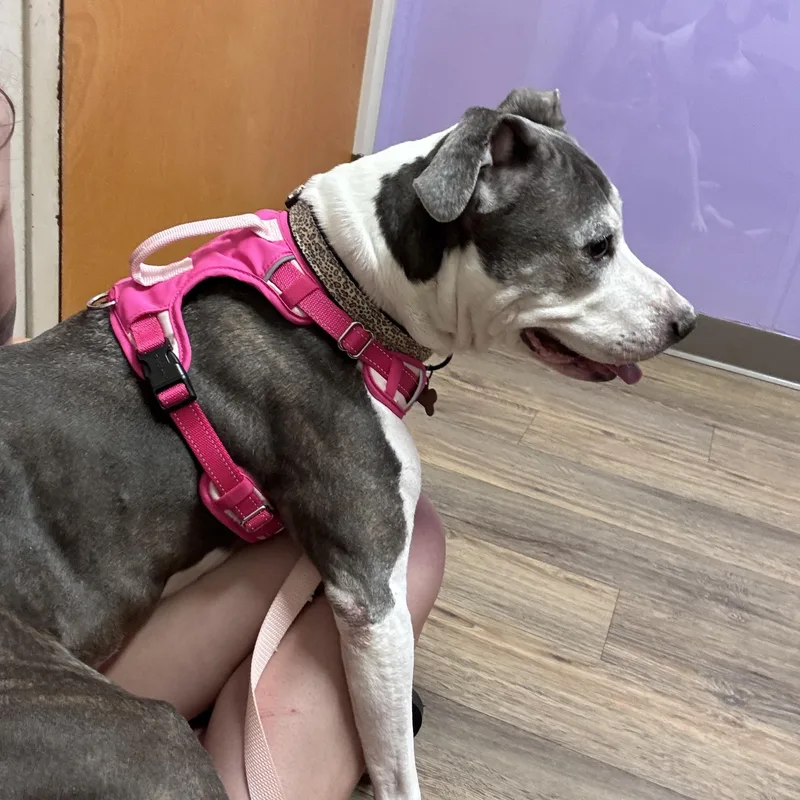 A senior medium-sized female Gray / Blue / Silver Pit Bull Terrier dog named Lilly for adoption in Indianapolis, IN