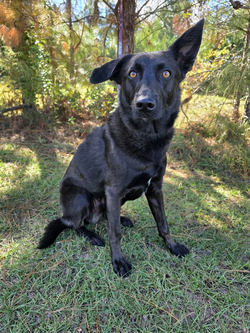 A young medium-sized male Black Labrador Retriever dog named Rousseau for adoption in Foley, AL