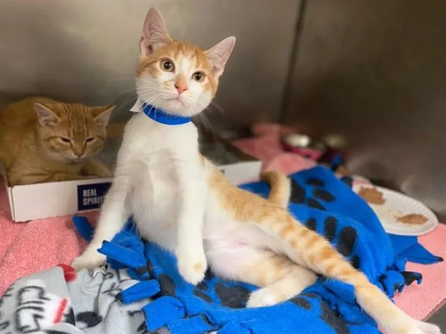 A baby small-sized male Domestic Short Hair cat named Johnny for adoption in Fort Wayne, IN