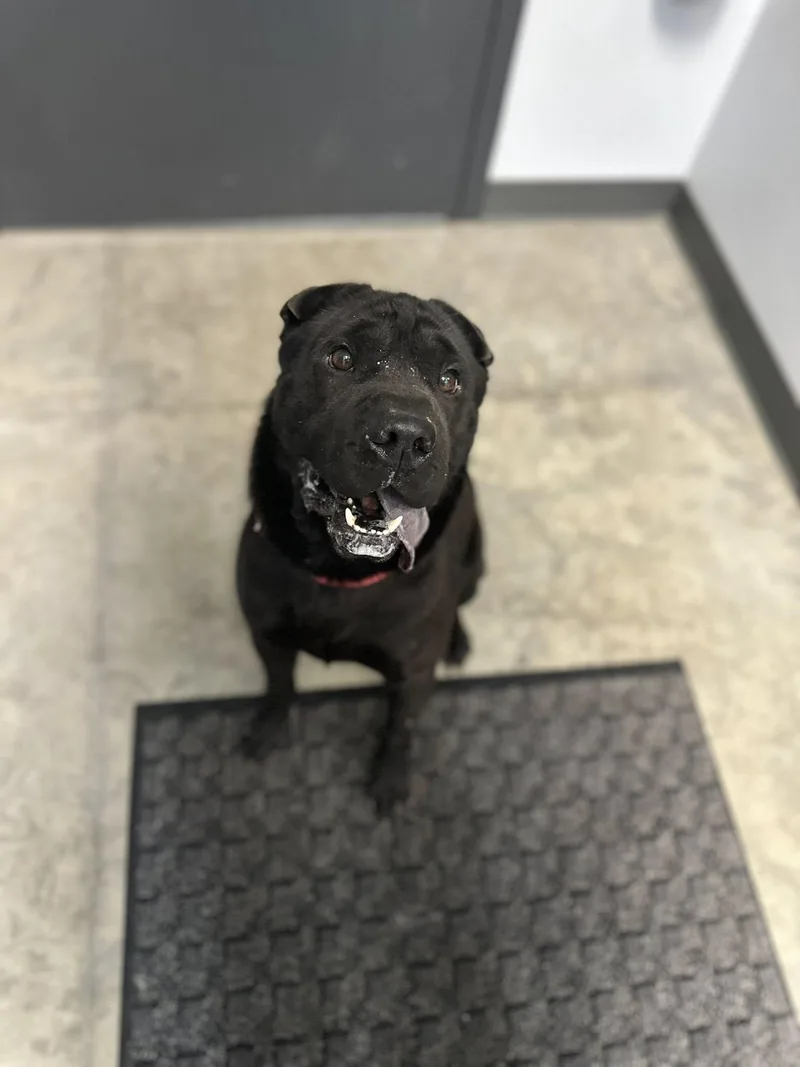 An adult medium-sized male Black Shar-Pei dog named Reece for adoption in Clinton, IL