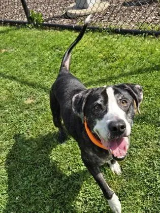 An adult large-sized male Mixed Breed dog named Chase for adoption in Westland, MI