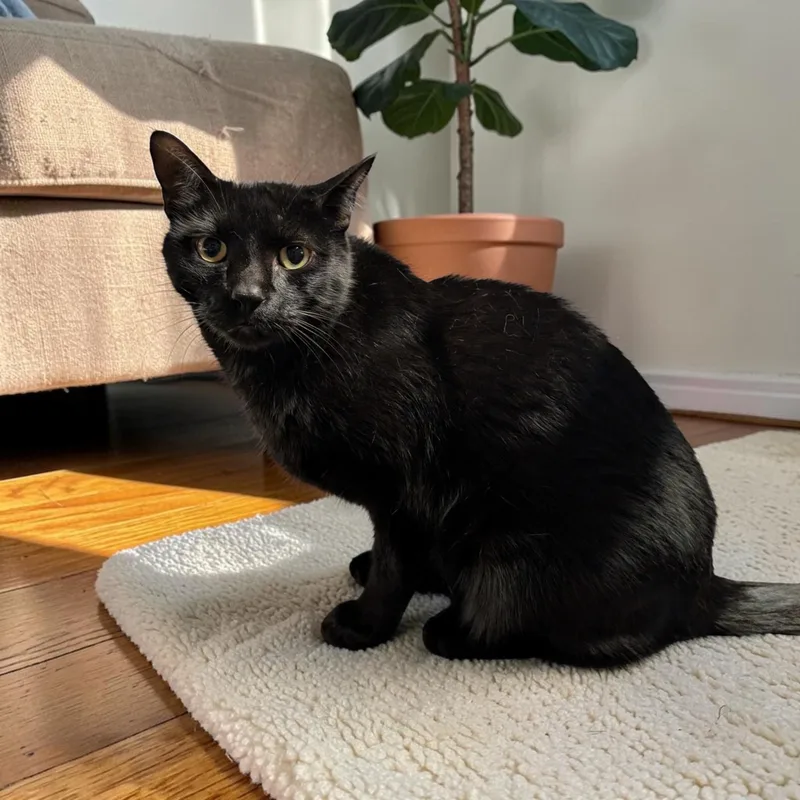 An adult large-sized male Black Domestic Short Hair cat named Panther for adoption in Chuckey, TN