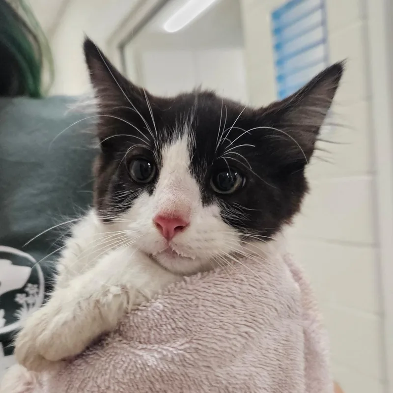 A baby small-sized male Black Domestic Short Hair cat named Keroppi for adoption in Gloucester, VA