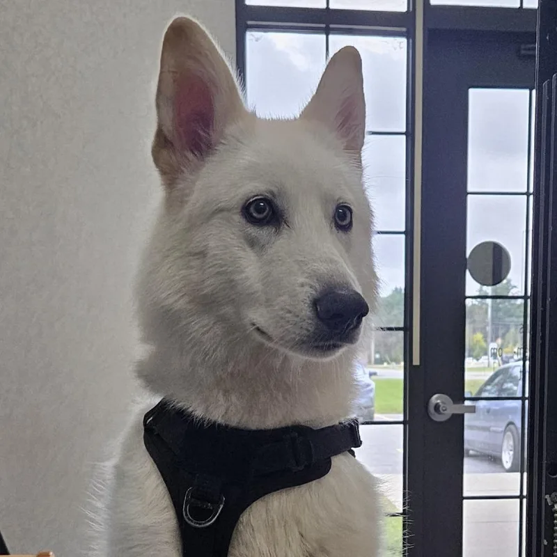 A young medium-sized female Mixed Breed dog named Stormy for adoption in Ballston Spa, NY