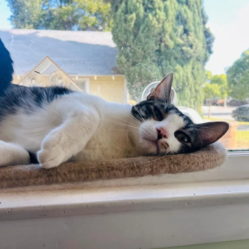A young small-sized male Brown / Chocolate Domestic Short Hair cat named Barry for adoption in Brea, CA
