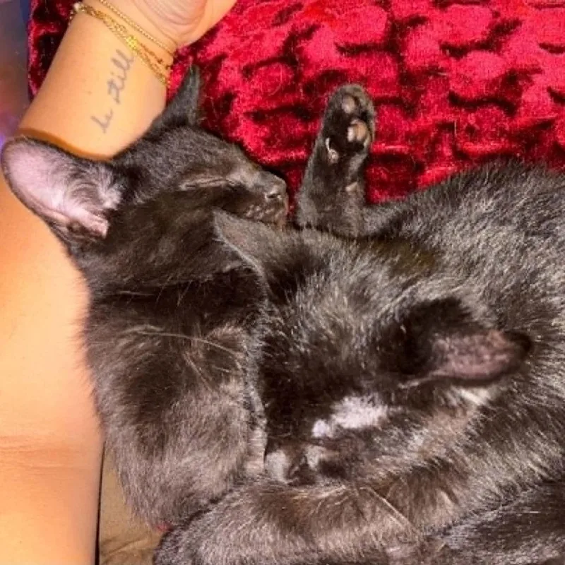 A baby small-sized male Black Domestic Short Hair cat named Mr. Happy for adoption in West Olive, MI