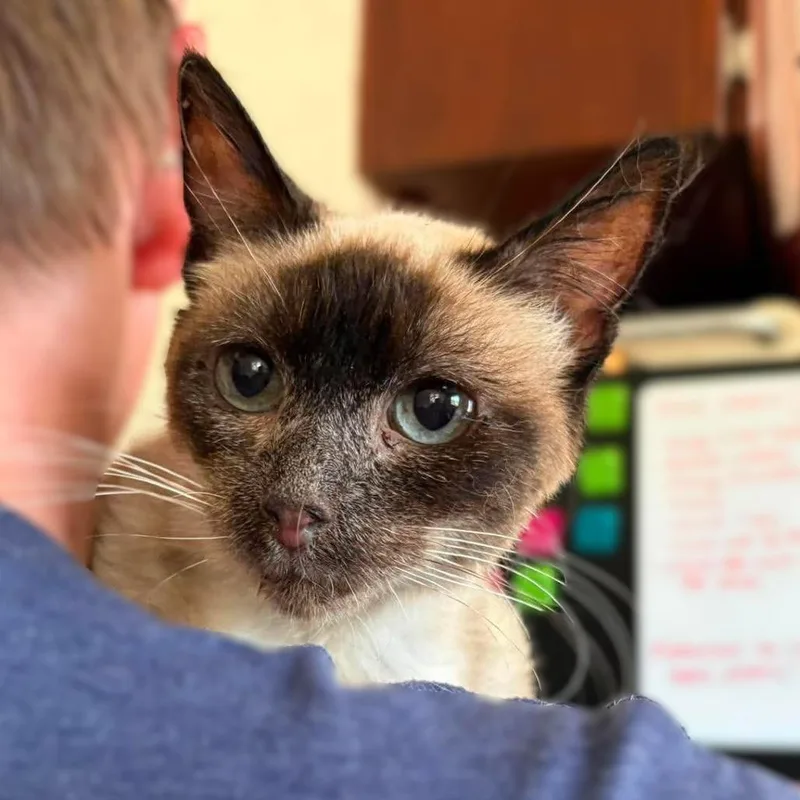 A senior medium-sized female Gray / Blue / Silver Siamese cat named Wonton for adoption in Ramona, CA