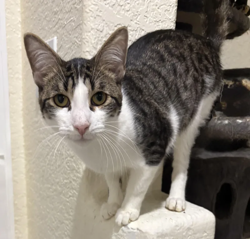 A young small-sized male Domestic Short Hair cat named Tay for adoption in Palm City, FL